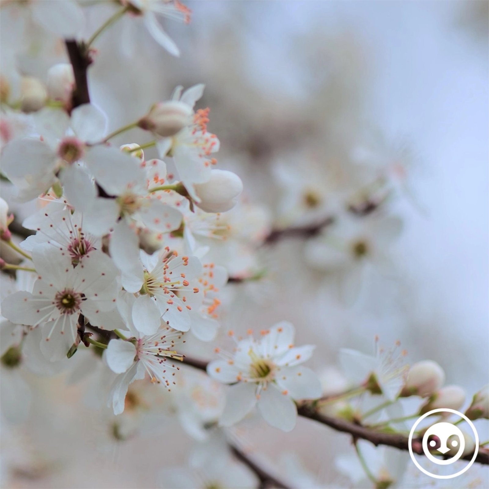 deep story nr. 229 | call for spring | by Sølíth episode artwork